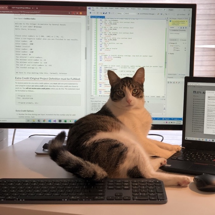 My Cat (Goose)